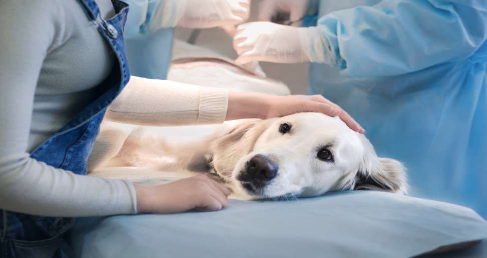 Emergency Vet Clinic: A Lifeline for Pets in Crisis